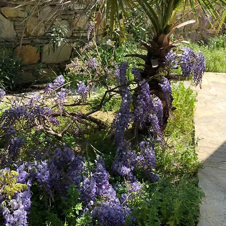 Tibet * يالِكافاك